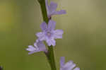 Texas vervain